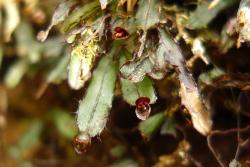 Hymenophyllum armstrongii. Laminae with dark brown borders, marginal spines and solitary apical sori.  
 Image: L.R. Perrie © Leon Perrie 2011 CC BY-NC 3.0 NZ